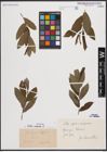 Foto von Salix caprea L.